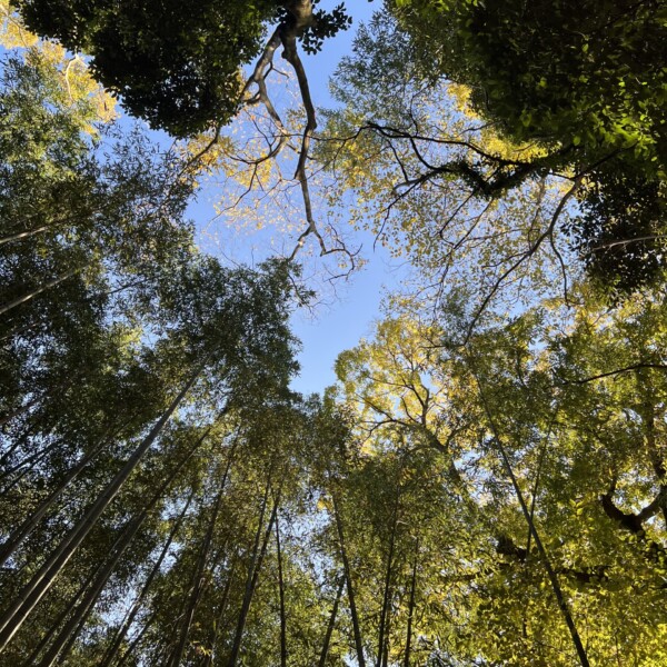 嵐山竹林の小径